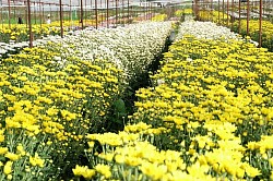 สวนบิ๊กเต้ จัดว่าเป็นแหล่งปลูกดอกเบญจมาศที่ใหญ่ที่สุดของอ.มวกเหล็ก จ.สระบุรี ปลูกบนพื้นที่กว้างขวางกว่า 100 ไร่ โดยมีดอกเบญจมาศมากกว่า 30 สายพันธุ์เลยทีเดียว เช่น อัปปาเหลือง, ฮาฟสไปเดอร์, ปิงปอง, มัมชมพู, ฮาวาย และอีกมากมายหลายสีสัน ขาว ม่วง เหลือง ชมพู เบ่งบานให้ชมตลอดปี มาเที่ยวถ่ายรูปกันได้ทุกวัน